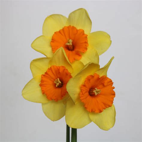 Red Beauty Daffodils Order Daffodil Bulbs Online Bulbs Direct Nz