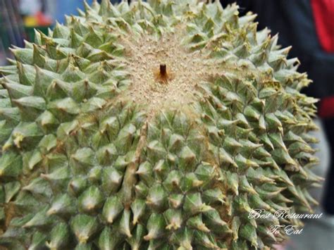 Jual bibit durian bawor, montong, merah, unggul, musang king harga murah. Best Restaurant To Eat: Durian - King Of Fruit Season Is ...
