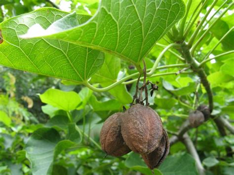 All parts of this tree, including the fruit, contain toxic phorbol esters typical of the euphorbiaceae plant family. In A Reverie: #5. Some Poisonous Plants of India