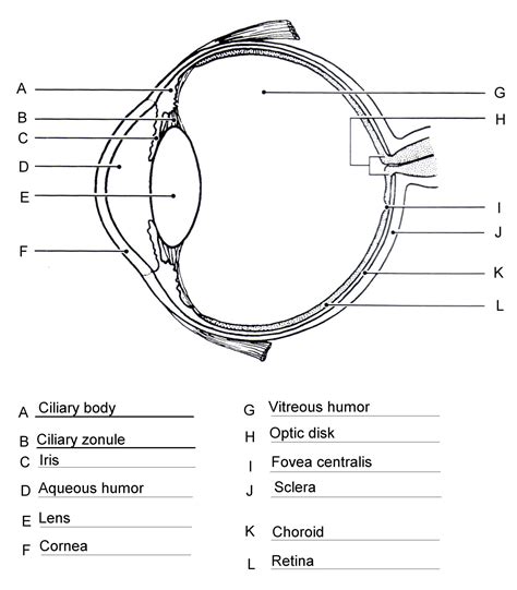 Parts Of The Eye For Kids Worksheet