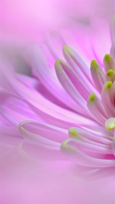 Ultra Hd Pink Dahlia Flower Wallpaper For Your Mobile