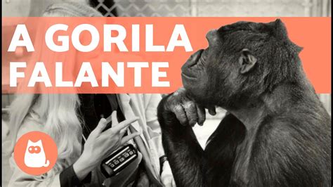 A Incrível História Da Gorila Koko Ela Falava E Entendia Youtube