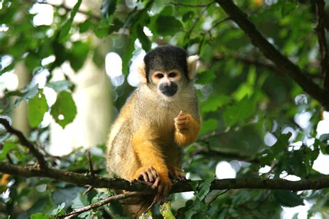 Baby Squirrel Monkey For Sale Uk