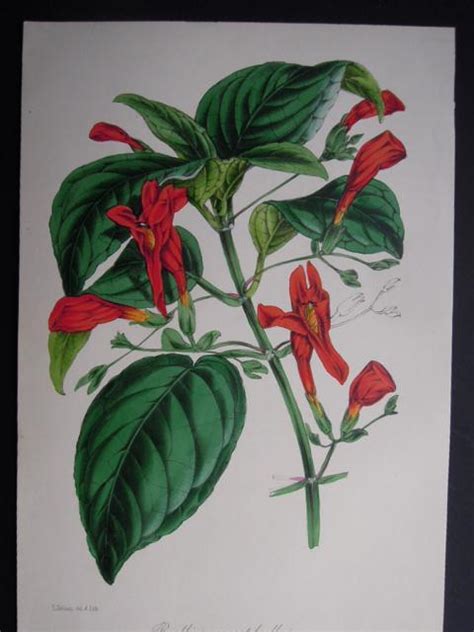 Ruellia Macrophylla Handkolorierte Lithographie Aus Paxton S Magazine
