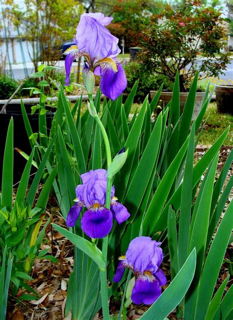 Plantfiles Pictures Tall Bearded Iris Amas Iris By Greenorchid