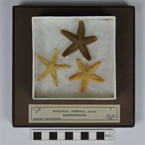 Starfish Museum Art Gallery Memorial Museum Sea Life