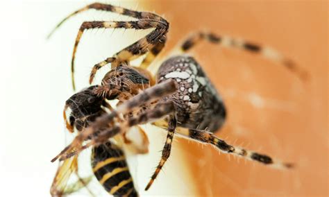 Do Spiders Eat Wasps Pests Banned