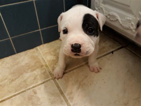 We have pit bull puppies for sale in usa. American Pit Bull Terrier Puppies For Sale | Columbia, PA #323434
