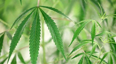 Legalising Medicinal Cannabis Could Propel An Australian Industry Worth ...