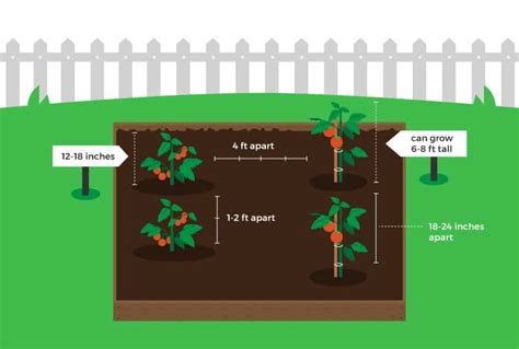 How Far Apart Should I Plant Tomato Plants