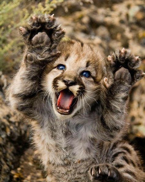 Pinterest Sweetness Wild Animals Photos Animals Beautiful Cute Animals