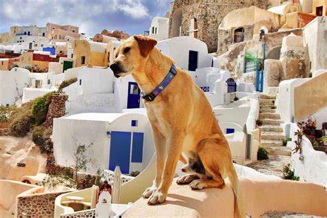 Greek Dog Names Mythological Names For Dogs