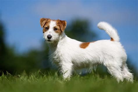 Wire Haired Jack Russell Terrier Pros Cons And Details Terrier Owner
