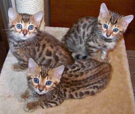 Join millions of people using oodle to find kittens for adoption, cat and kitten listings, and other pets adoption. Leopard Kittens - The Most Amazing Creatures On The Earth ...