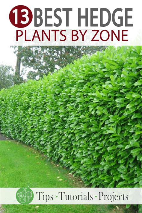 03.12.2014 · privacy hedges for zone 10 you maki podocarpus macrophyllus small garden 11 best hedges for maki podocarpus macrophyllus ligustrum oni privet for. Top 13 Best Hedge Plants...by Zone! - Garden Lovin in 2020 ...