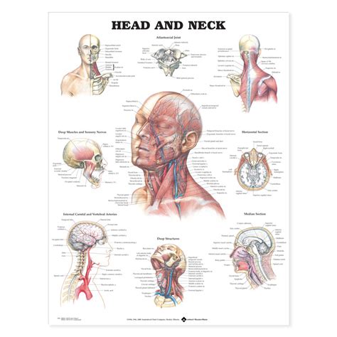 Head And Neck Chart