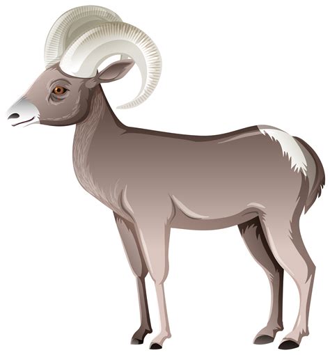 Bighorn Sheep Vector Art Icons And Graphics For Free Download