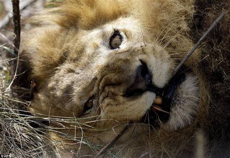 33 Circus Lions Are Rescued In Colombia And Peru And Airlifted To South African Sanctuary