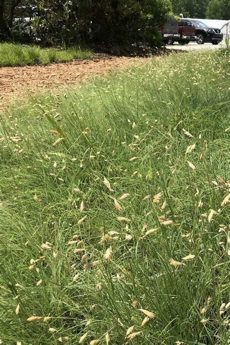 Buffalo Grass Origin In 2022 Lawn Alternatives Grass Alternative