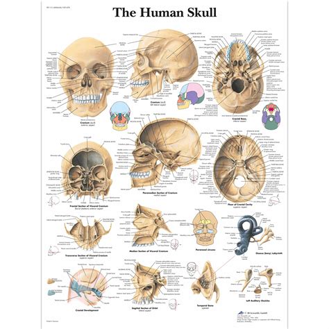 Human anatomy for muscle, reproductive, and skeleton. Human Skull Chart 1001478 | Skull Anatomy Poster by 3B Scientific