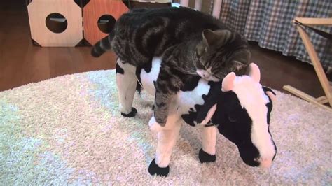 Available to unlock after completing singapore in empire of cats : Cow & Cat - YouTube