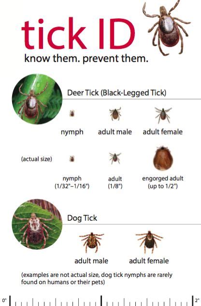 Tick Free Nh Home Tick Free Nh Deer Ticks Lyme Disease Awareness
