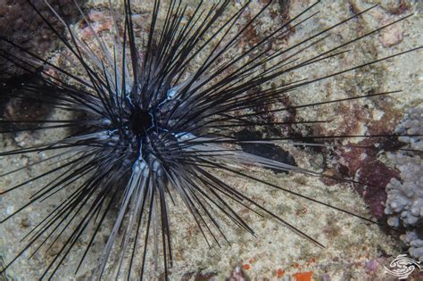 Urchin Sea Spines How To Deal With Them Seaunseen