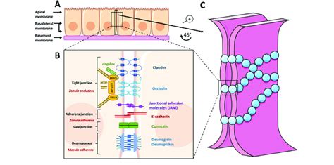 The Epithelial Junctional Complexes A Schematic Representation Of