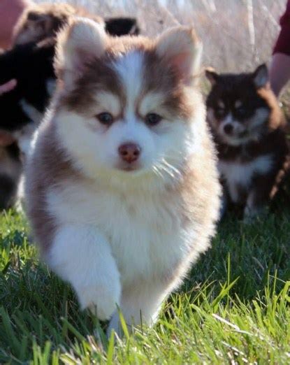 Riley is a beautiful blue eyed pomsky puppy , loves to play.is ready to be adopted into a forever home by. Teacup Pomsky for Sale | Pomsky