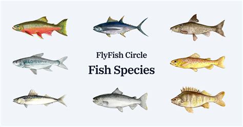 Fly Fishing For Freshwater Species Flyfish Circle
