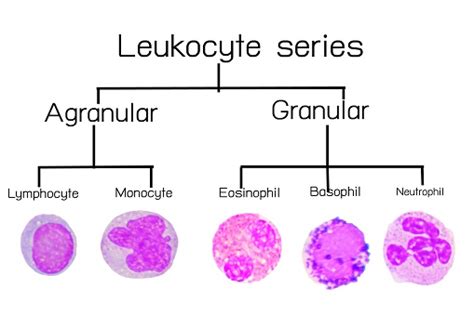 Leukocyte Series Stock Photo Download Image Now Istock