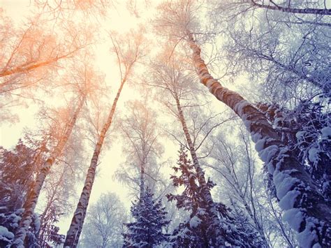Winter Landscape Forest In Snow Frost With Sunny Light Beams Stock