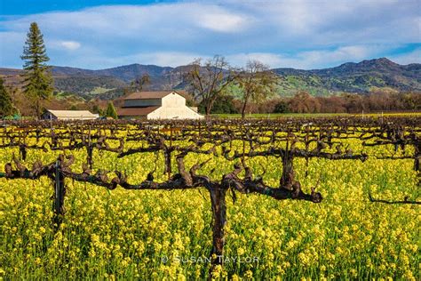 Wine Country Print Mustard Napa Valley Art Spring Mustard Flowers