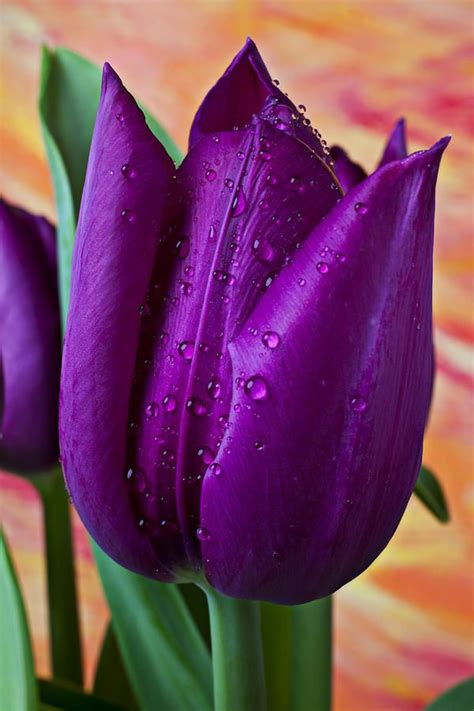 Purple Tulip Print By Garry Gay
