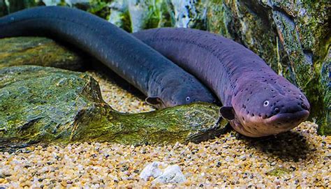 11 Interesting Facts About Eels