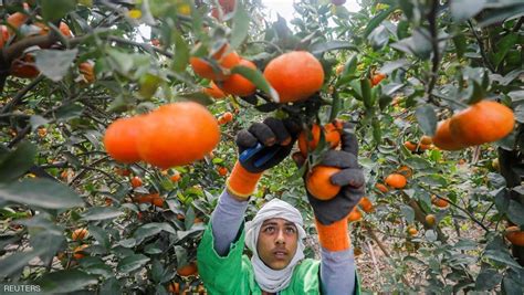 الحجر الزراعي مصر الأولى عالميا في تصدير البرتقال وكالة النيل للأخبار