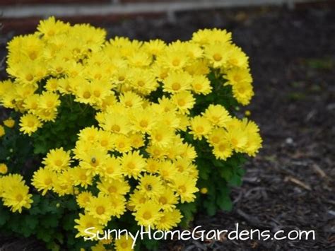 How To Grow And Care For Mums Chrysanthemums Sunny Home Gardens