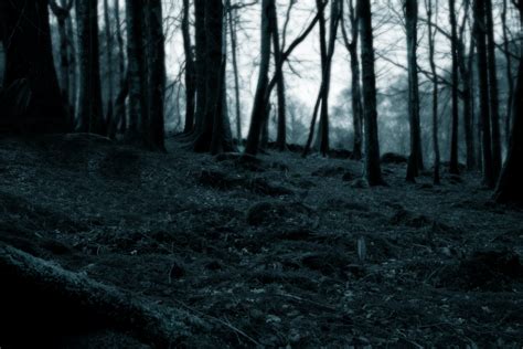 Dark Forest By Samkross Stock On Deviantart