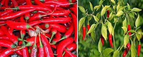 Pewarna alami, identik dengan pewarna alami, dan pewarna sintetik. Khazanah Pengetahuan Biologi: Artikel Biologi PEMANFAATAN ...