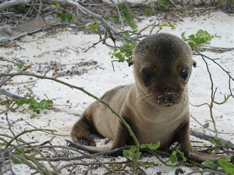 Sea Lion Baby Galápagos Islands Baby Animals Wildlife Safari