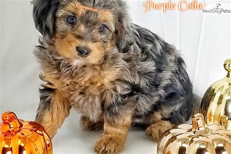 We had a litter of mini aussies in 2009, our first litter in 16 years. Blue Merle: Aussiedoodle puppy for sale near Nashville ...