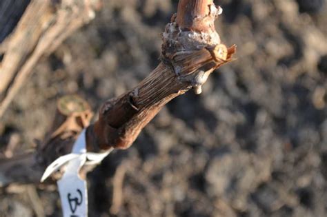 Jakie są „za, a jakie „przeciw szczepieniom? Szczepienie krzewów winorośli w tunelach - Winnica Krysa