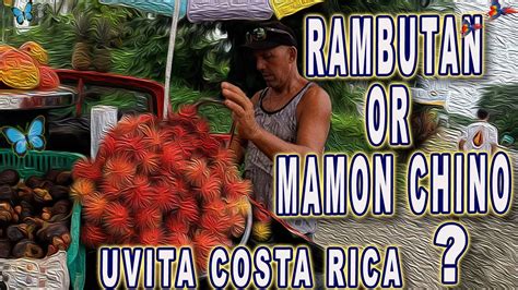 Rambutan Aka Mamon Chino In Costa Rica My Favorite Fruit Youtube