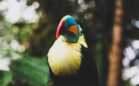 Download Wallpapers Toucan 4k Blur Wildlife Exotic Birds