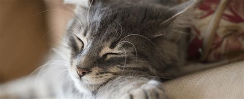 And if yes, how many times? how to tell if your cat loves you | Pet Circle
