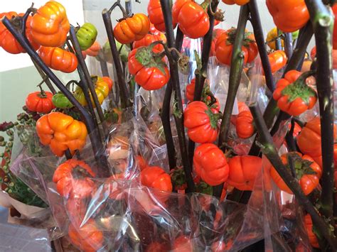 Thought to be poisonous, eggplants were grown as unique table decorations alone for hundreds of years. Speechless Sunday: Pumpkin on a Stick or Eggplant?