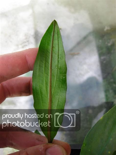 Will the parva be likely to do better emersed? Emersed Cryptocoryne's and Anubias | The Planted Tank Forum