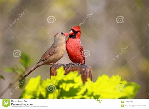 Couple Of Northern Cardinals Cardinalis Cardinalis In Love Stock Image