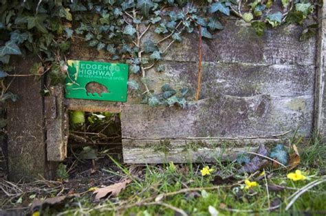 Bonfires offer a tempting home for a hedgehog, collected materials should be. How to make your garden a hedgehog haven - Onefold Ltd