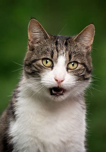 Why Do Cats Meow Top 5 Simple Reasons Meowing And Yowling